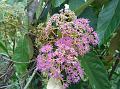 Beautyberry Tree